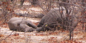 Luxury Okavango Delta Safaris - Rhino Birth near Mombo Camp in Botswana