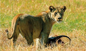 Luxury Southern African Safaris - Zambia Lion Conservation