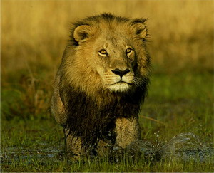 Lion Conservation in Southern Africa - Luxury African Safaris
