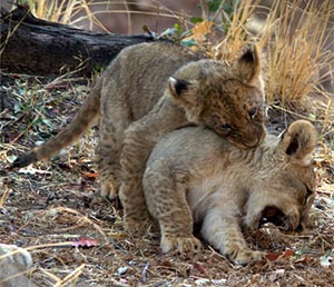 Luxury African Safaris - Lion Cubs in Southern Africa