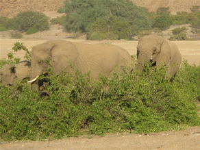Desert-Adapted Elephants in Damaraland - Luxury Namibia Safaris