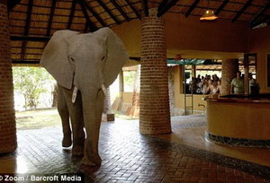 Luxury Zambia Safaris - Elephant at Mfuwe Camp in the South Luangwa