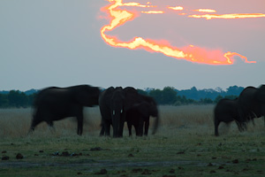 Elephants in the Hwange National Park - Luxury Zimbabwe Safaris