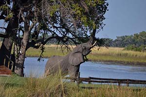Luxury African Safaris - Elephants in Southern Africa