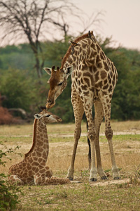 Luxury Zambia Safaris - Giraffes in Zambia and Zimbabwe