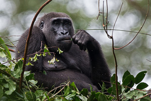 Luxury Congo Safaris - Health Requirements for Odzala