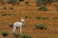 Albino Black-backed Jackal Sighting - Luxury Namibia Safaris