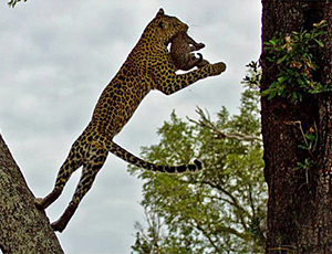 Luxury Okavango Delta Safaris - Botswana Leopards