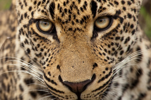 Luxury African Safaris - Telephoto Photography