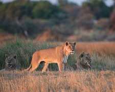 Lion Pride - Luxury Southern African Safaris