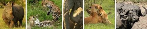 Luxury South African Safaris - Incredible Wildlife Sightings at MalaMala Game Reserve