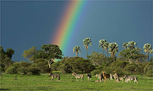 Luxury Okavango Delta Safari - Mombo Camp Wildlife