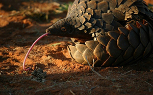 Luxury South Africa Safaris - Pangolins in the Tswalu Reserve
