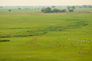 Wildlife in the Kafue Park - Luxury Zambia Safaris
