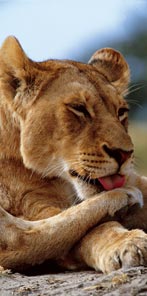 Luxury Zambia Safaris - Kafue Lion Project in the Busanga Plains