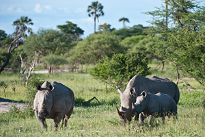 White Rhinos in the Linyanti - Luxury Botswana Safaris