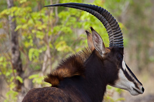 Luxury Zambia and Zimbabwe Safaris - Diverse Wildlife