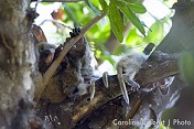 Bushbabies at Pafuri - Luxury Kruger Park Safaris