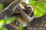 Luxury South African Safaris - Kruger Bushbaby Sighting