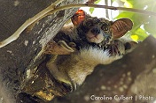 Bushbaby Sighting in the Kruger Park - Luxury South African Safaris