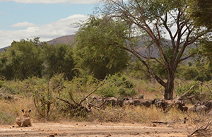 Luxury Zambia Safaris - Lion and Buffalo Hunt in the Lower Zambezi