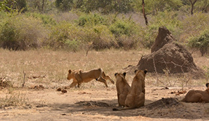 Lions and Buffalo at Chiawa Camp - Luxury Lower Zambezi Safaris