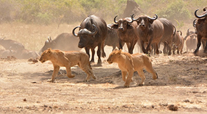 Luxury Zambia Safaris - Lion Hunt at Chiawa Camp