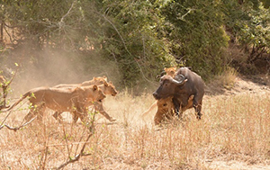 Lion and Buffalo Hunt in Zambia - Luxury Lower Zambezi Safaris