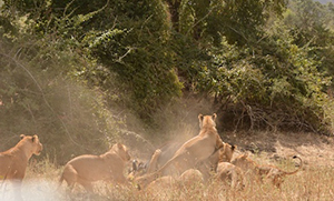 Luxury Zambia Safaris - Predators at Chiawa Camp