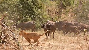 Buffalo Hunt Rescue at Chiawa Camp - Luxury Zambia Safaris