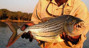 Luxury Zambia Safaris - Catch and Release Fishing at Chiawa Camp
