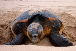 Turtle Season at Rocktail Beach Camp - Luxury South African Safaris