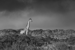 Dramatic Black and White Photography - Luxury Southern African Safaris