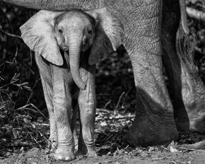 Elephant Photography in Southern Africa - Luxury African Safaris