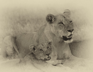 Luxury African Safaris - Black and White Lion Photography