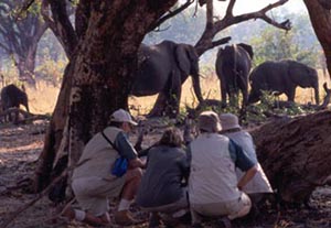 Wildlife Tracking - Luxury Southern African Safaris