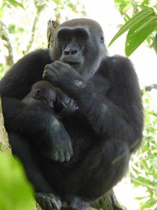 Gorilla Babies at Odzala Camp - Luxury Congo Safaris