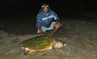 Luxury South Africa Vacations - Turtle Hatchlings at Rocktail Beach Camp