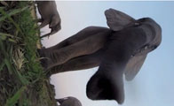 Elephant Observations at Hwange National Park - Luxury Zimbabwe Safaris