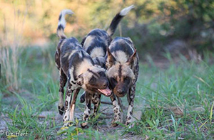 Wild Dogs in the Okavango Delta and the Linyanti - Luxury Botswana Safaris