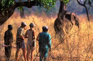 Walking Safaris in the South Luangwa National Park - Luxury Zambia Safaris