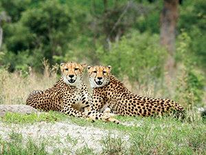 Cheetah Sightings - Luxury Southern African Safaris