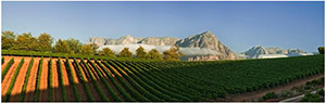 Luxury South Africa Safaris - Delaire Graff Wine Estates