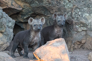 Lens Rental for Safari - Exceptional Wildlife Photography