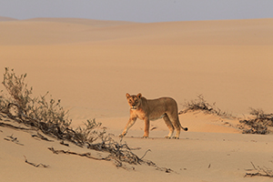 Lion Conservation at Hoanib Skeleton Coast Camp - Luxury Namibia Safaris