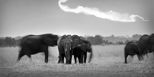 Elephants Crossing Hwange National Park - Frequently Asked Questions | Luxury African Safari Tours | Classic Africa