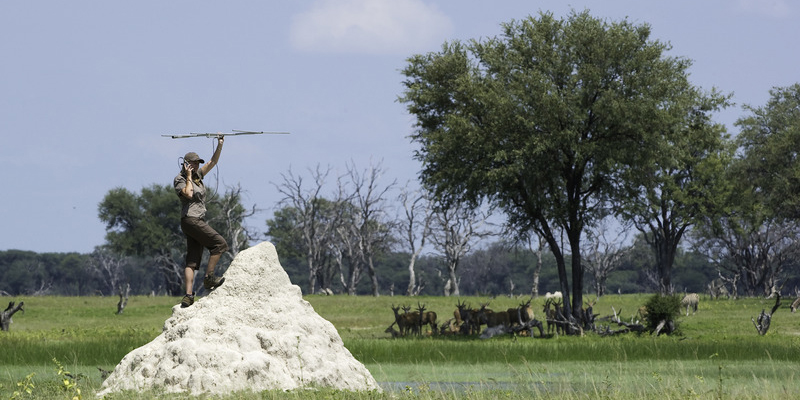 Predator Research, Hwange Park | Best Luxury African Safaris| Classic Africa