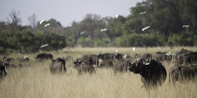 Buffalo Herd Grazing in the Kruger Park