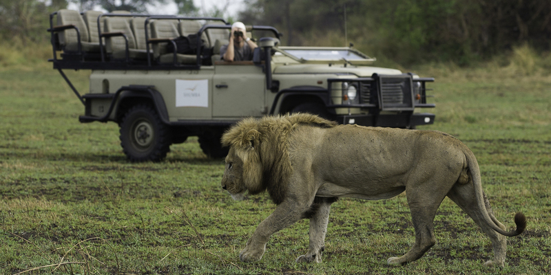 Lion on the Busanga Plains - Lion Research in Kafue National Park |  Best Luxury African Safaris | Classic Africa