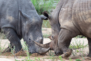 Luxury South African Safaris - Rhino Action Photography in the Kruger Park